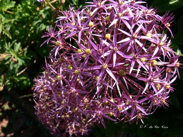 Bois des Moutiers (92) Juin 2012